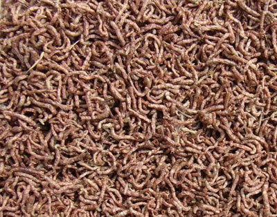 Freeze dried bloodworms